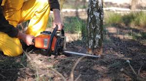 Best Tree Fertilization  in Crosspointe, VA